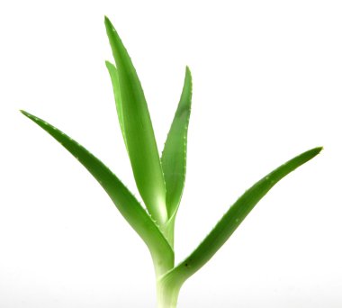 aloe vera bitkisi beyaz üzerine izole