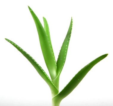 aloe vera bitkisi beyaz üzerine izole