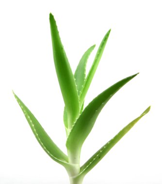 aloe vera bitkisi beyaz üzerine izole