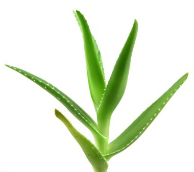 aloe vera bitkisi beyaz üzerine izole