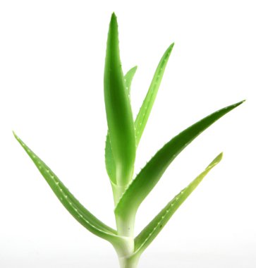aloe vera bitkisi beyaz üzerine izole