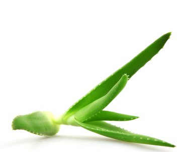 aloe vera bitkisi beyaz üzerine izole