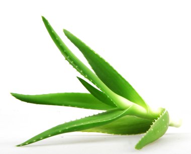aloe vera bitkisi beyaz üzerine izole