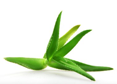 aloe vera bitkisi beyaz üzerine izole
