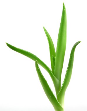aloe vera bitkisi beyaz üzerine izole