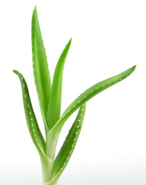 aloe vera bitkisi beyaz üzerine izole