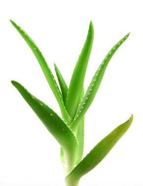 aloe vera bitkisi beyaz üzerine izole
