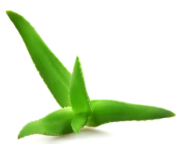 Aloe vera bitkisi beyaz üzerine izole — Stok fotoğraf