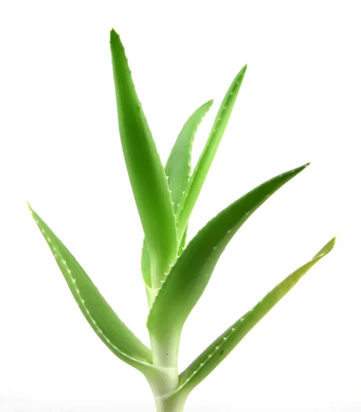 Planta de aloe vera izolata pe alb — Fotografie, imagine de stoc