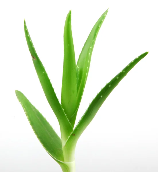 Aloe Vera Pflanze isoliert auf weiß — Stockfoto