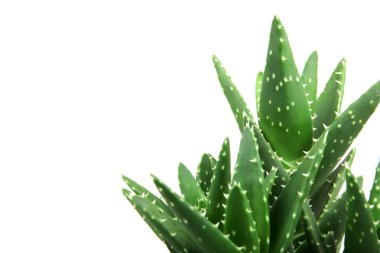 aloe vera bitkisi beyaz üzerine izole