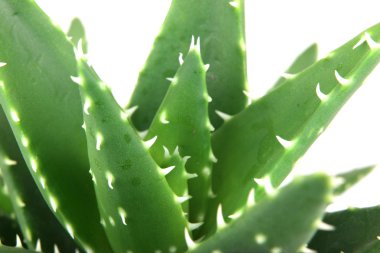 aloe vera bitkisi beyaz üzerine izole