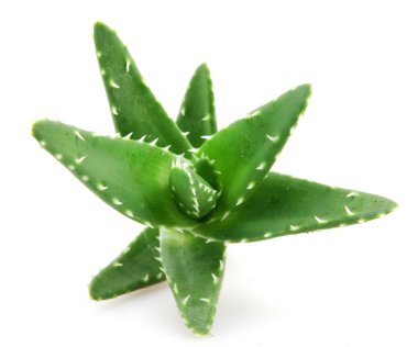 aloe vera bitkisi beyaz üzerine izole
