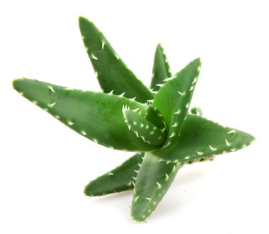 aloe vera bitkisi beyaz üzerine izole