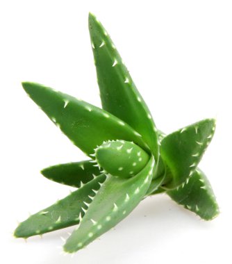 aloe vera bitkisi beyaz üzerine izole