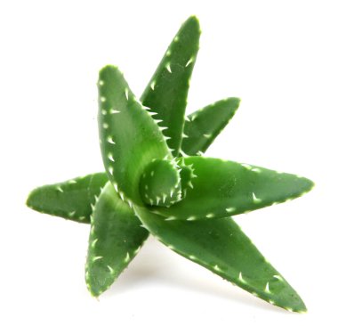 aloe vera bitkisi beyaz üzerine izole