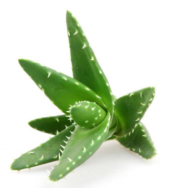 aloe vera bitkisi beyaz üzerine izole