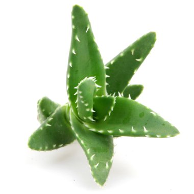 aloe vera bitkisi beyaz üzerine izole