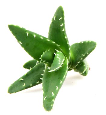 aloe vera bitkisi beyaz üzerine izole