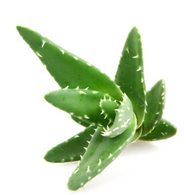 aloe vera bitkisi beyaz üzerine izole