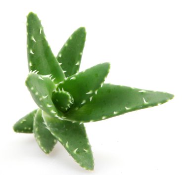 aloe vera bitkisi beyaz üzerine izole