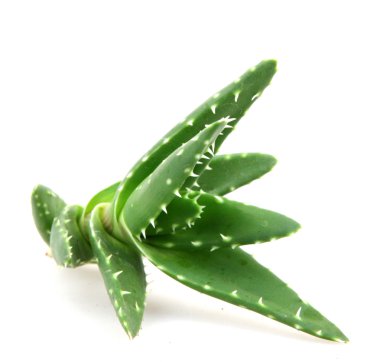 aloe vera bitkisi beyaz üzerine izole
