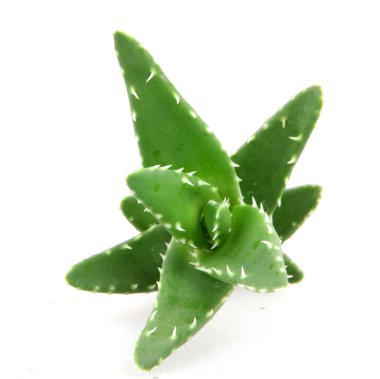 aloe vera bitkisi beyaz üzerine izole
