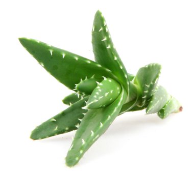 aloe vera bitkisi beyaz üzerine izole