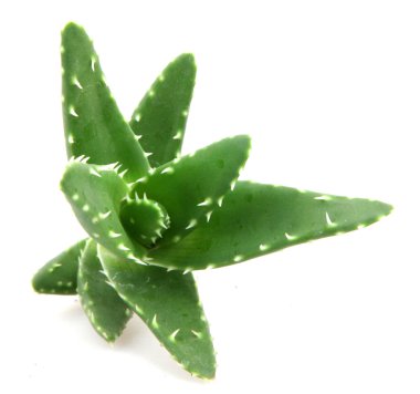 aloe vera bitkisi beyaz üzerine izole