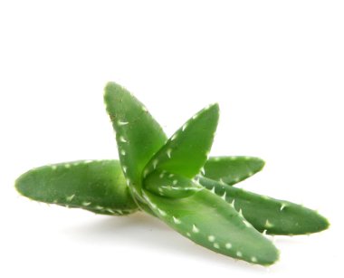 aloe vera bitkisi beyaz üzerine izole
