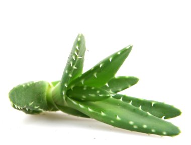 aloe vera bitkisi beyaz üzerine izole
