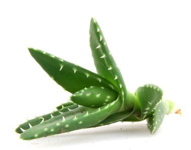 aloe vera bitkisi beyaz üzerine izole