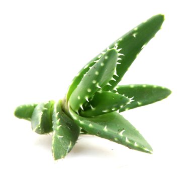 aloe vera bitkisi beyaz üzerine izole