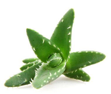 aloe vera bitkisi beyaz üzerine izole