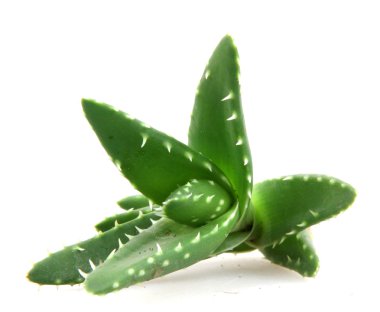 aloe vera bitkisi beyaz üzerine izole