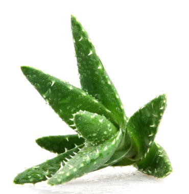 aloe vera bitkisi beyaz üzerine izole