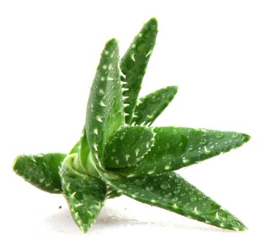 aloe vera bitkisi beyaz üzerine izole