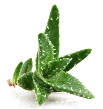 aloe vera bitkisi beyaz üzerine izole