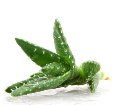 aloe vera bitkisi beyaz üzerine izole
