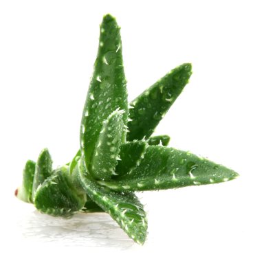 aloe vera bitkisi beyaz üzerine izole