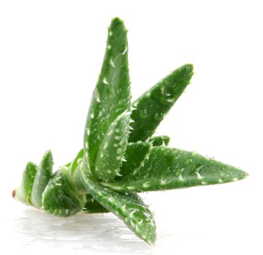 aloe vera bitkisi beyaz üzerine izole