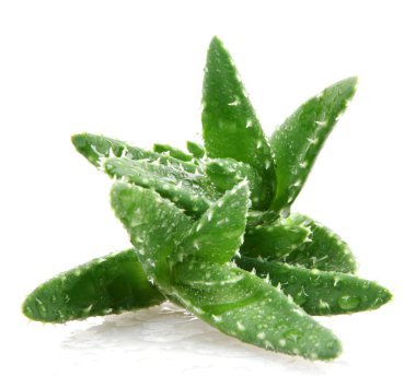 aloe vera bitkisi beyaz üzerine izole