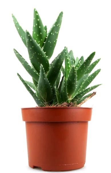 Aloe vera bitkisi beyaz üzerine izole — Stok fotoğraf