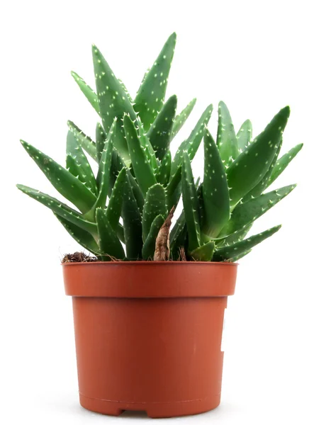 Pianta di aloe vera isolata su bianco — Foto Stock