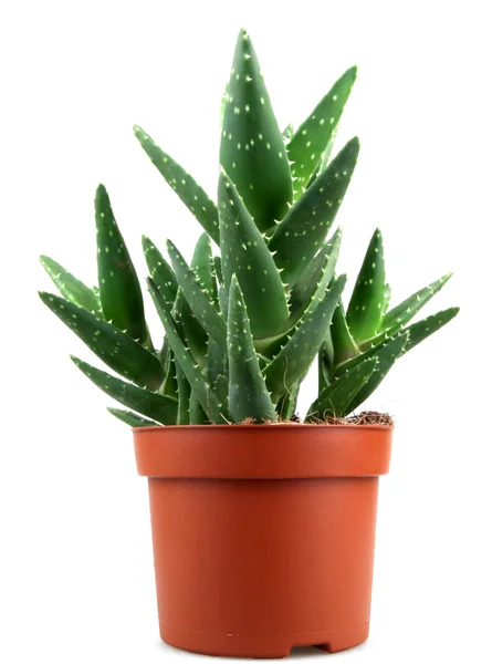 Planta de aloe vera aislada en blanco — Foto de Stock