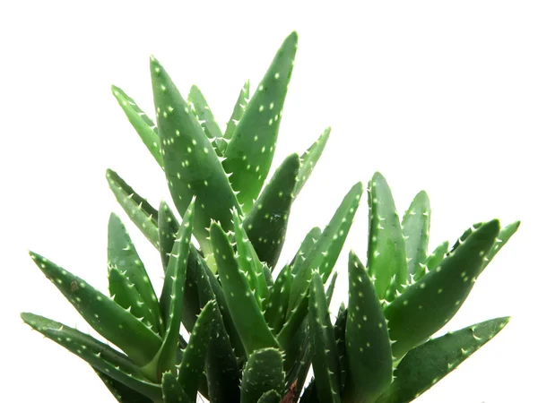 Planta aloe vera isolado em branco — Fotografia de Stock