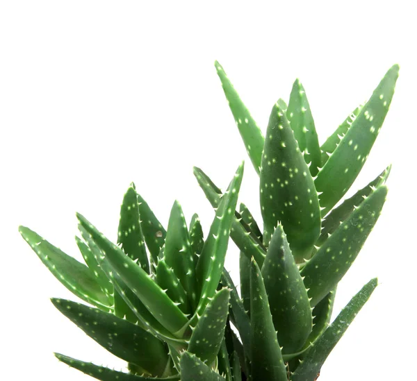 Planta aloe vera isolado em branco — Fotografia de Stock