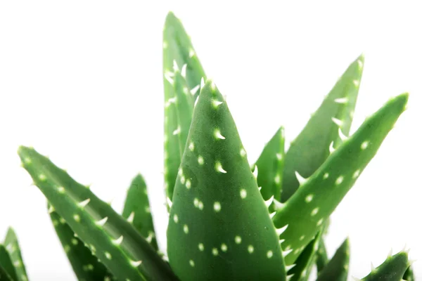 Aloe vera plante isolée sur blanc — Photo