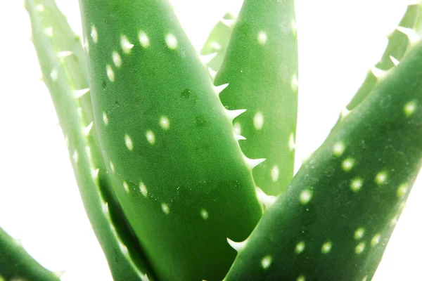 Aloe Vera Pflanze isoliert auf weiß — Stockfoto