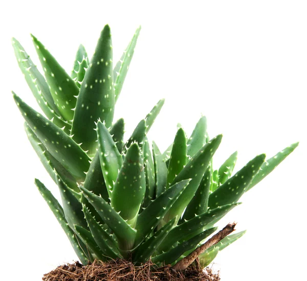 Aloe vera rostlina izolované na bílém — Stock fotografie